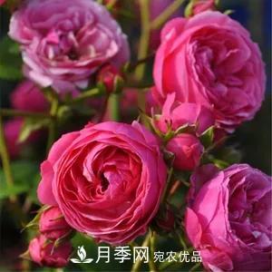 德國科德斯，這家月季育種公司是抗病月季品種制造機(圖1)