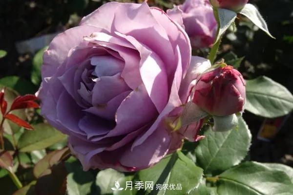 德國科德斯，這家月季育種公司是抗病月季品種制造機(圖3)
