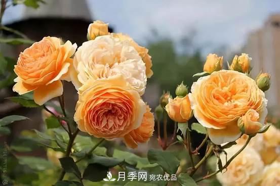 月季品種總結大全，詳細的月季品種選擇(圖3)