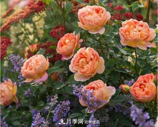 月季品種總結大全，詳細的月季品種選擇(圖1)