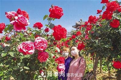好一個(gè)美麗的中國月季之鄉--南陽(yáng)中國月季園掠影(圖4)