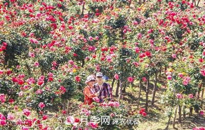 好一個(gè)美麗的中國月季之鄉--南陽(yáng)中國月季園掠影(圖2)