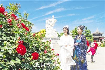好一個(gè)美麗的中國月季之鄉--南陽(yáng)中國月季園掠影(圖6)