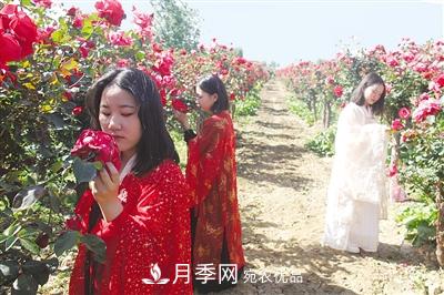 好一個(gè)美麗的中國月季之鄉--南陽(yáng)中國月季園掠影(圖5)