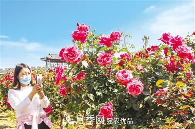 好一個(gè)美麗的中國月季之鄉--南陽(yáng)中國月季園掠影(圖7)