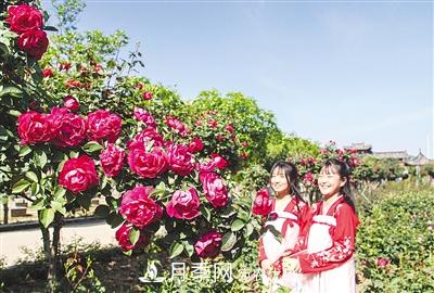 好一個(gè)美麗的中國月季之鄉--南陽(yáng)中國月季園掠影(圖8)