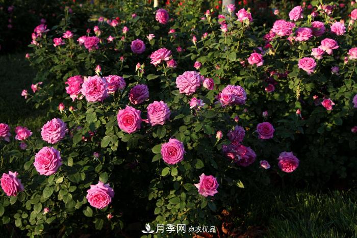 藤本月季多少錢(qián)一棵？南陽(yáng)藤本月季基地報價(jià)行情分析(圖1)