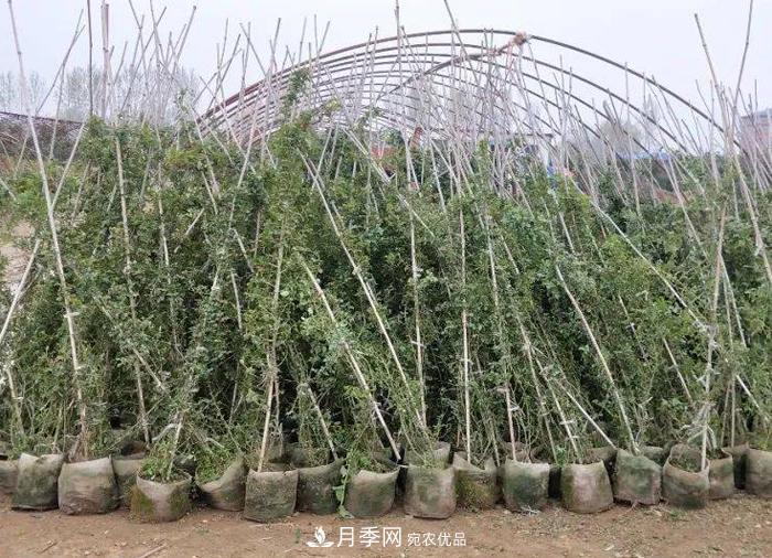 藤本月季多少錢(qián)一棵？南陽(yáng)藤本月季基地報價(jià)行情分析(圖3)