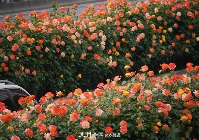 藤本月季多少錢(qián)一棵？南陽(yáng)藤本月季基地報價(jià)行情分析(圖4)