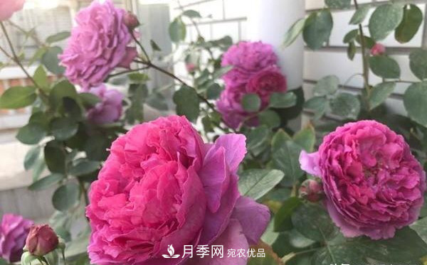 據說(shuō)大花月季有上萬(wàn)個(gè)品種？大花月季品種大全！(圖2)