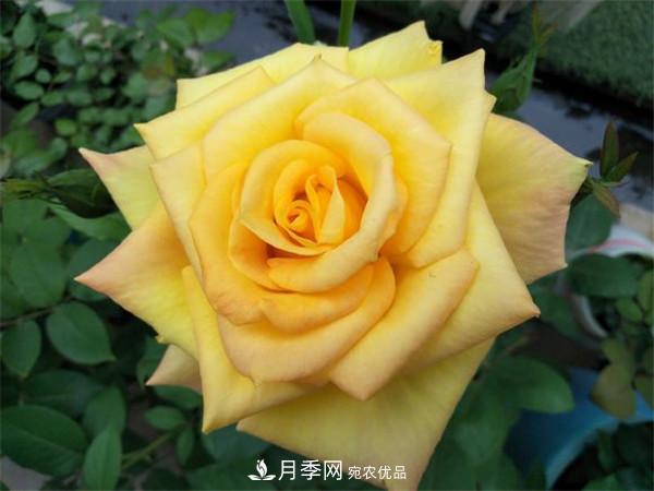 據說(shuō)大花月季有上萬(wàn)個(gè)品種？大花月季品種大全！(圖4)