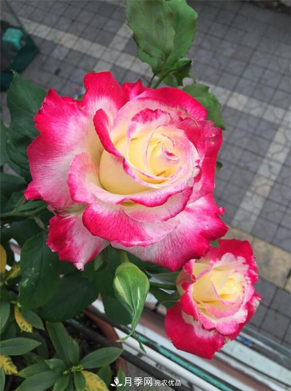 據說(shuō)大花月季有上萬(wàn)個(gè)品種？大花月季品種大全！(圖6)