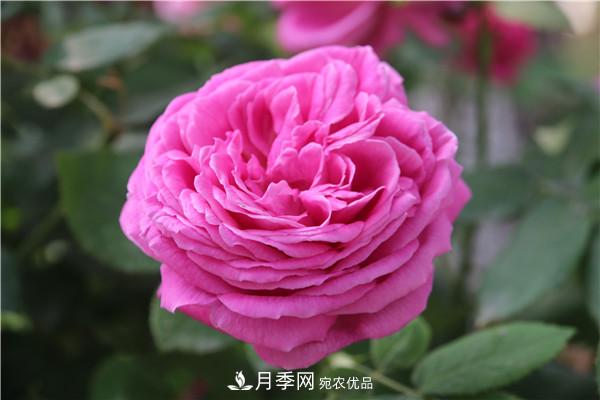 據說(shuō)大花月季有上萬(wàn)個(gè)品種？大花月季品種大全！(圖7)