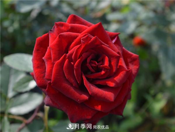 據說(shuō)大花月季有上萬(wàn)個(gè)品種？大花月季品種大全！(圖9)