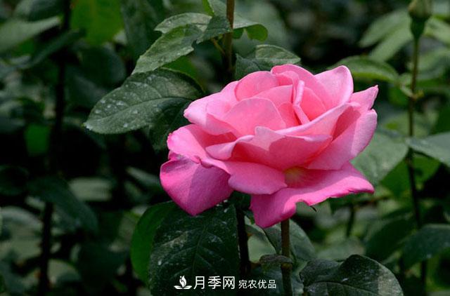 月季花的簡(jiǎn)單養護技巧(圖1)