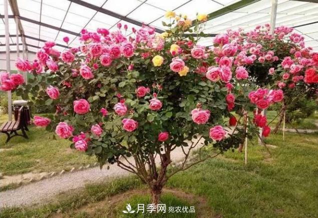 山東聊城種植月季樹(shù)效益好(圖1)