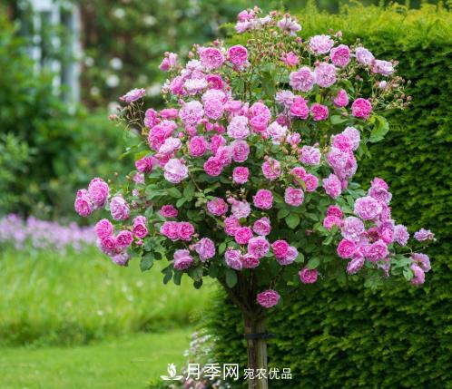 多種選擇，樹(shù)狀月季用什么樹(shù)做樹(shù)樁比較好？(圖4)