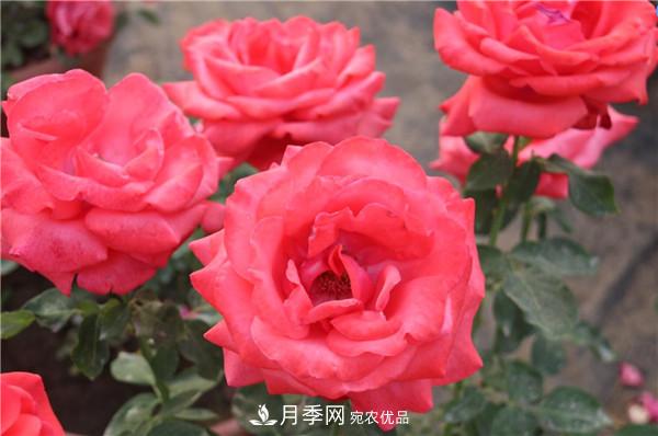 苗木工程人必看，六大品種類(lèi)型月季在園林綠化中的運用！(圖1)