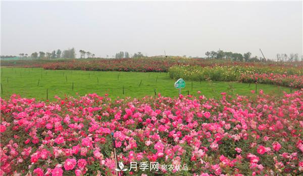 苗木工程人必看，六大品種類(lèi)型月季在園林綠化中的運用！(圖2)