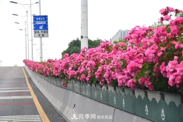 苗木工程人必看，六大品種類(lèi)型月季在園林綠化中的運用！(圖3)