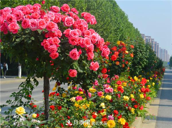 苗木工程人必看，六大品種類(lèi)型月季在園林綠化中的運用！(圖5)
