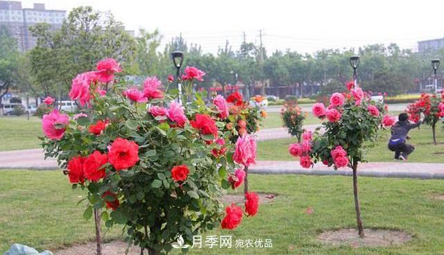 樹(shù)狀月季耐寒易栽種，樹(shù)狀月季該如何養護？(圖1)