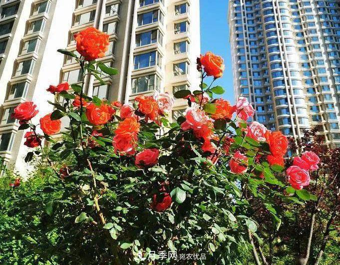房地產(chǎn)小區綠化用上網(wǎng)紅月季花，怎么樣？業(yè)主贊不絕口(圖1)