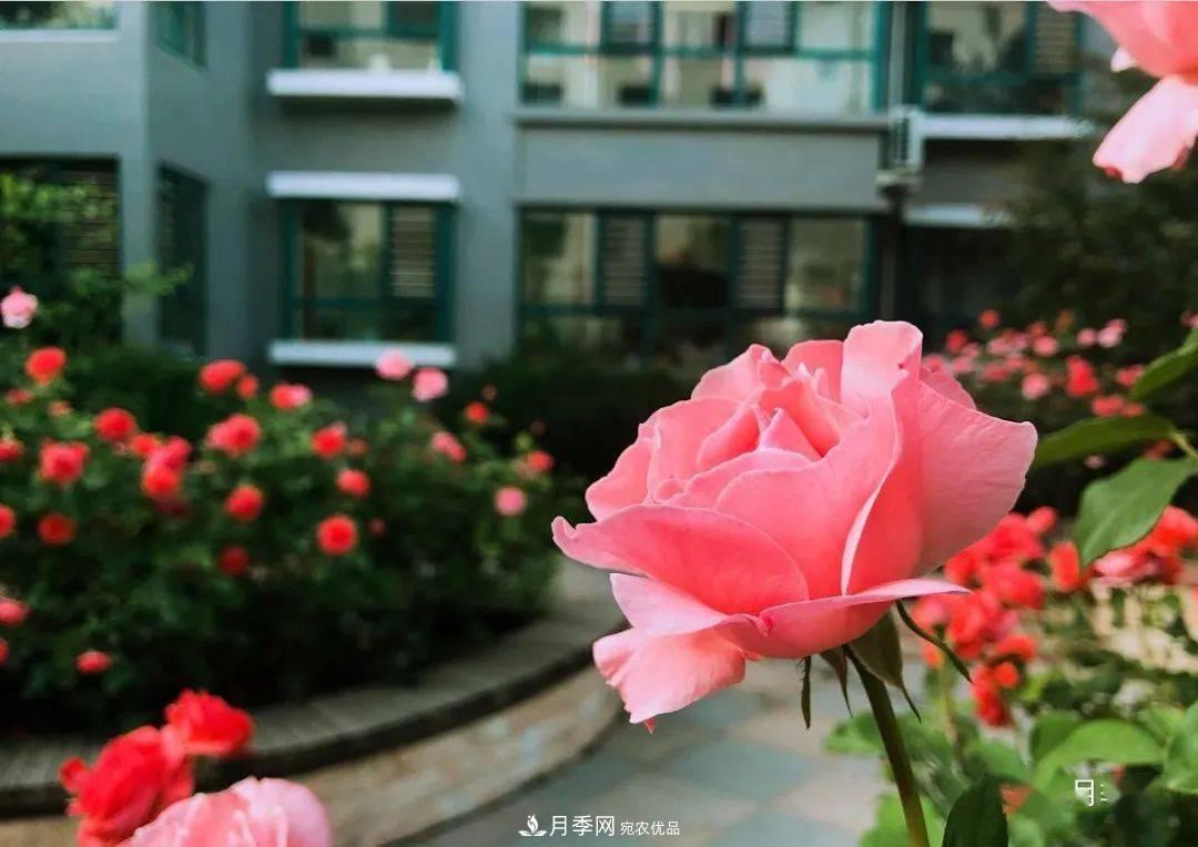 房地產(chǎn)小區綠化用上網(wǎng)紅月季花，怎么樣？業(yè)主贊不絕口(圖6)
