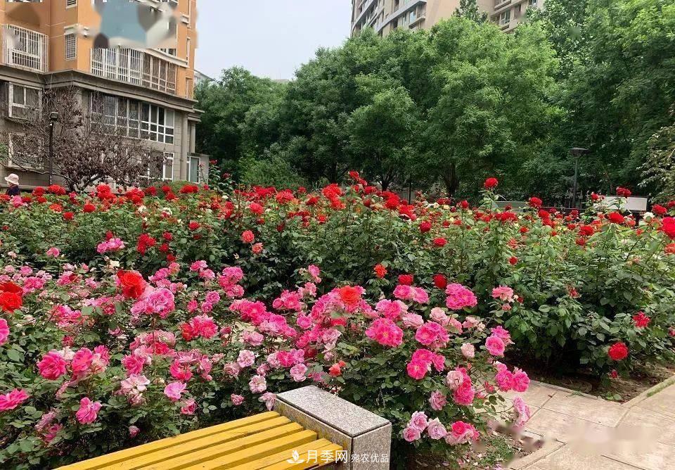 房地產(chǎn)小區綠化用上網(wǎng)紅月季花，怎么樣？業(yè)主贊不絕口(圖5)