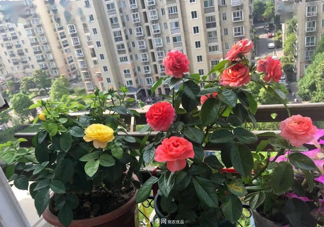 房地產(chǎn)小區綠化用上網(wǎng)紅月季花，怎么樣？業(yè)主贊不絕口(圖7)
