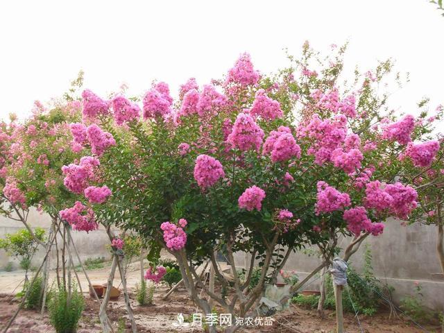 1棵紫薇開(kāi)花1000朵，花期達100天，人稱(chēng)“百日紅”，能活100年(圖1)