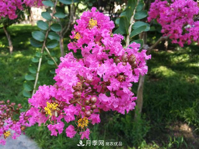 1棵紫薇開(kāi)花1000朵，花期達100天，人稱(chēng)“百日紅”，能活100年(圖3)