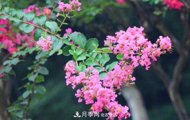 1棵紫薇開(kāi)花1000朵，花期達100天，人稱(chēng)“百日紅”，能活100年(圖5)