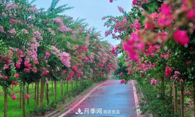 1棵紫薇開(kāi)花1000朵，花期達100天，人稱(chēng)“百日紅”，能活100年(圖4)