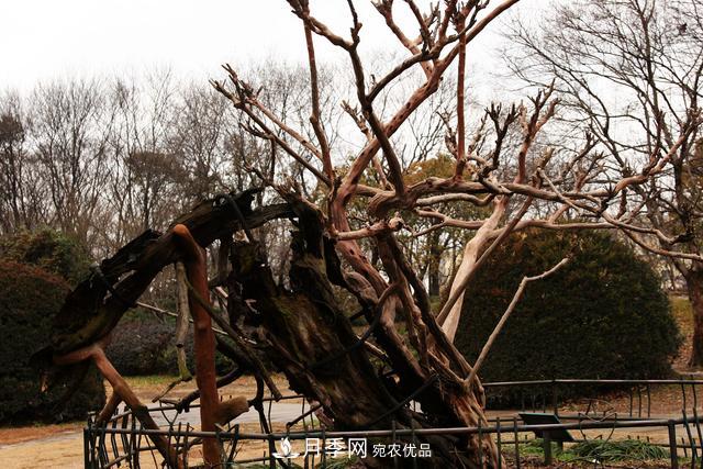 1棵紫薇開(kāi)花1000朵，花期達100天，人稱(chēng)“百日紅”，能活100年(圖7)