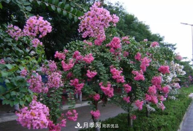 1棵紫薇開(kāi)花1000朵，花期達100天，人稱(chēng)“百日紅”，能活100年(圖6)