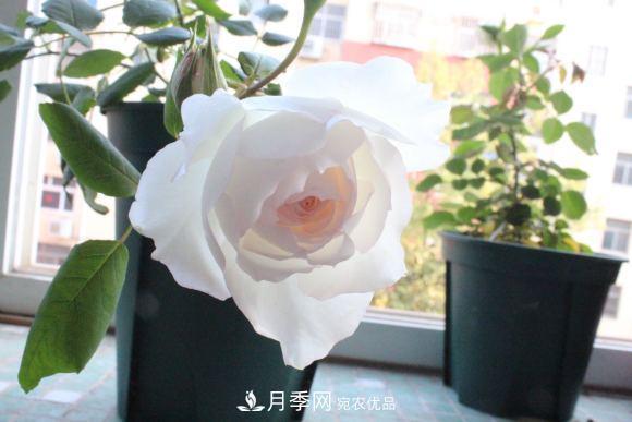 8款冷門(mén)月季，表現特別好，但是養的人不多(圖10)