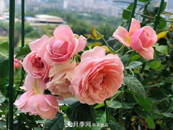 8款冷門(mén)月季，表現特別好，但是養的人不多(圖5)
