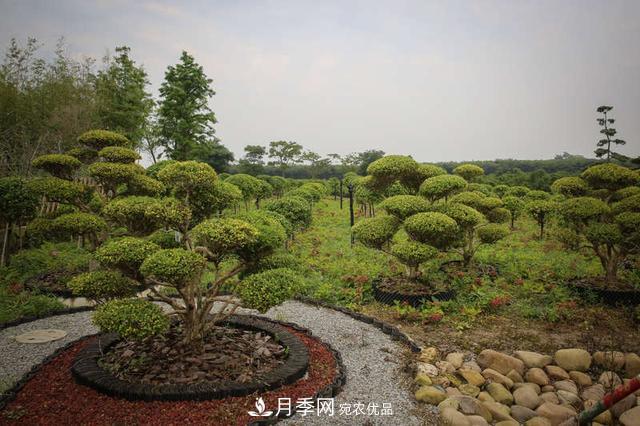 中國瓜子黃楊之鄉把園藝產(chǎn)業(yè)做成規模(圖1)
