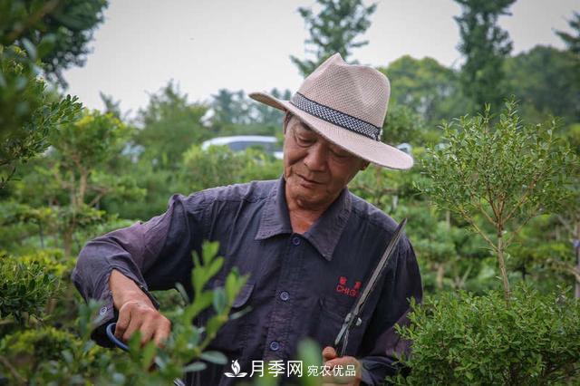 中國瓜子黃楊之鄉把園藝產(chǎn)業(yè)做成規模(圖2)