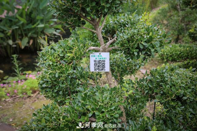 中國瓜子黃楊之鄉把園藝產(chǎn)業(yè)做成規模(圖3)
