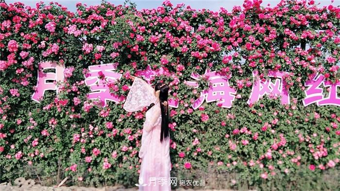用臥龍月季花海裝扮 把襄陽(yáng)變得更美(圖7)