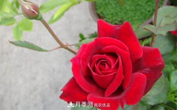 2021年***暢銷(xiāo)三款月季！粉扇、卡羅拉有名(圖3)