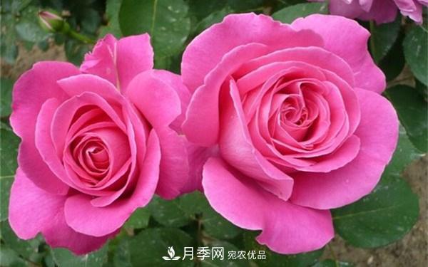 花大、濃香且適合新手栽種的3個(gè)大花月季品種推薦(圖2)