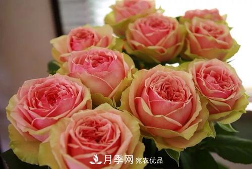 切花月季分級標準——月季類(lèi)鮮切花(圖1)