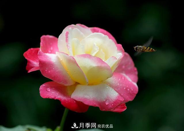 ***香月季花排行榜前十名是哪些品種？(圖1)