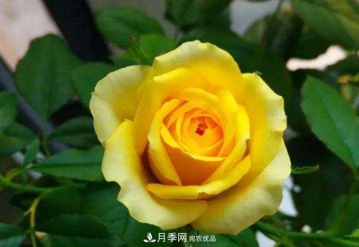 名貴月季十大品種，你養過(guò)哪幾種？(圖1)