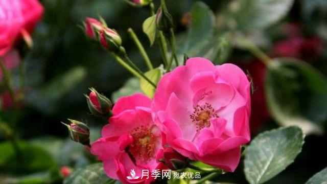 藤本月季的修剪辦法？(圖1)