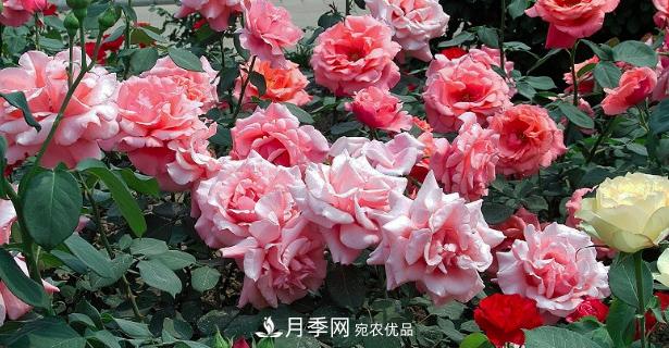 月季施肥時(shí)間和方法(圖1)