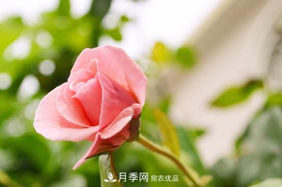 月季直接土插能生根嗎？扦插辦法(圖3)